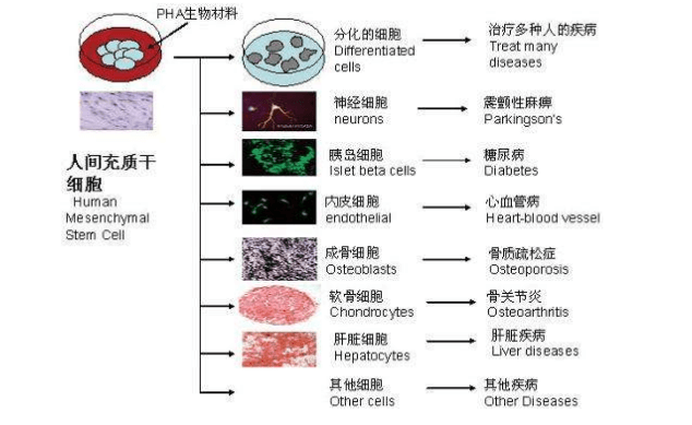 干細(xì)胞抗衰