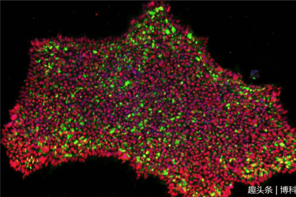 干細胞最新消息