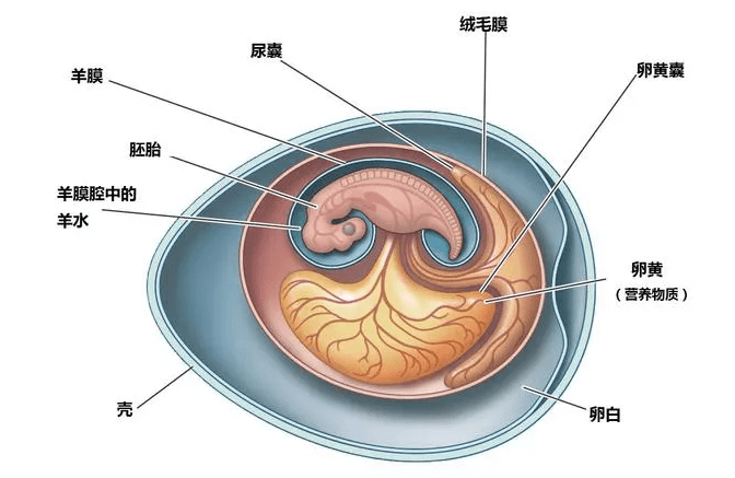 干細胞治療