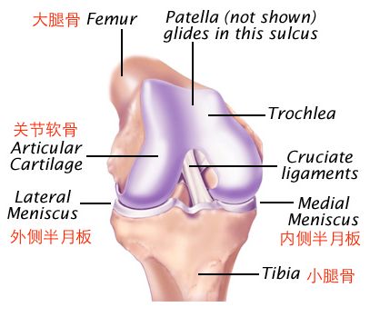 干細(xì)胞療法在關(guān)節(jié)軟骨損傷治療中最新研究進(jìn)展