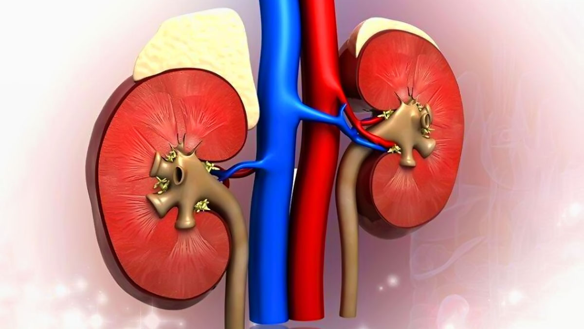 干細胞療法的2大作用為腎纖維化患者帶來希望