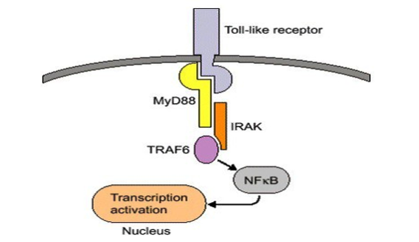 TLR