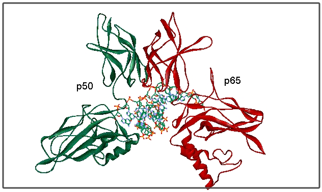 NF-κB